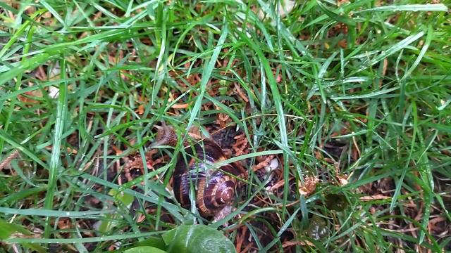 01.05.2022. Россия. Краснодарский край. Весенние улитки смотреть онлайн