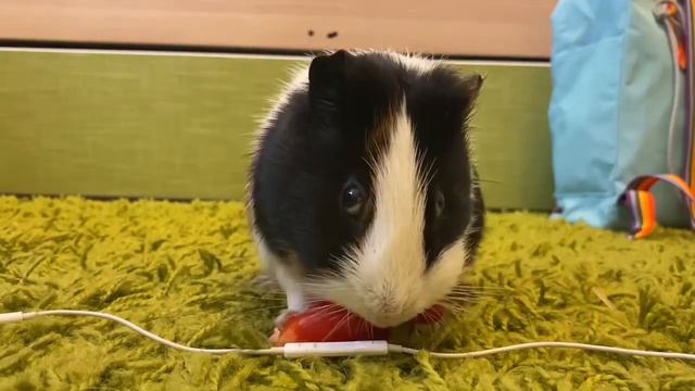 АСМР ОТ ПИТИЦЫ (можно называть: Каца, Питица, Птиц, Мокси) ОГРОМНОЕ СПАСИБО ЗА 38 ПОДПИСЧИКОВ 🥳 смотреть онлайн