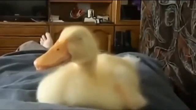 Утка спит и храпит на животе у хозяина смотреть онлайн