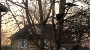 Перекуп Макбуков - Быстрые деньги без проблем? Apple на Авито.