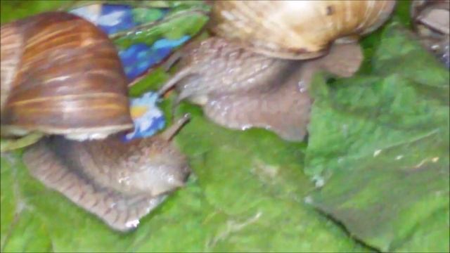 Эй,толстый!