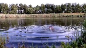 ловля карпа на горох!!! Как ловить карпа, сазана на диком водоеме, дикаре!!!