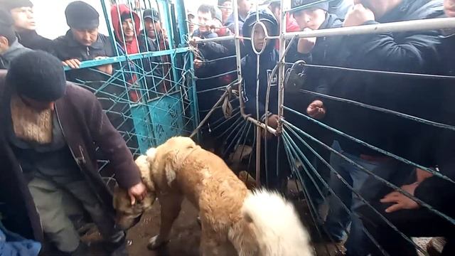 Сагбозор худжанд. ВСЕ В ШОКЕ 3000$ нархи саги калон смотреть онлайн