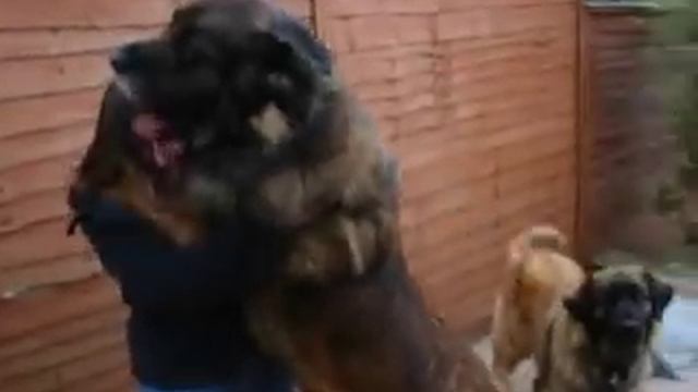 Sam and Becks - BIG DOGGY - Leonberger смотреть онлайн