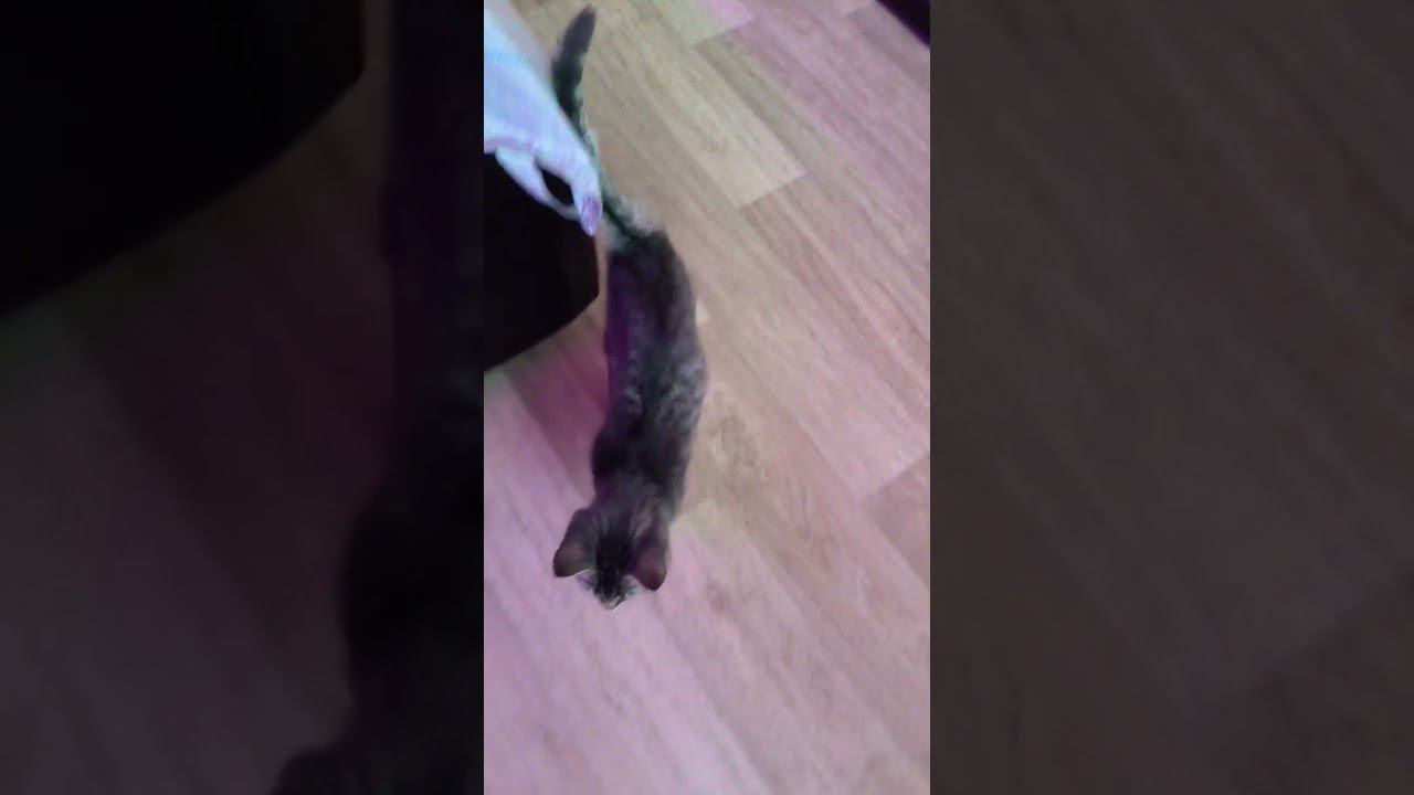 сейчас живу у кота #юмор #ржака смотреть онлайн