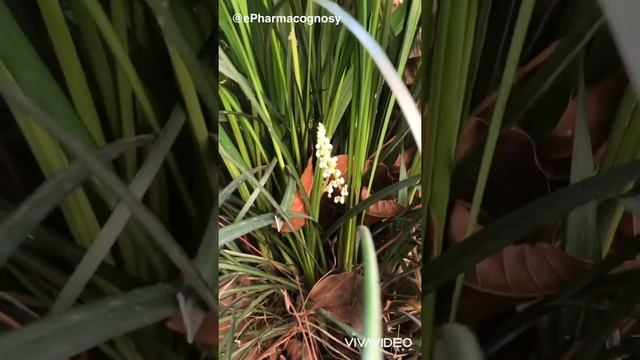 Ophiopogon japonicus смотреть онлайн