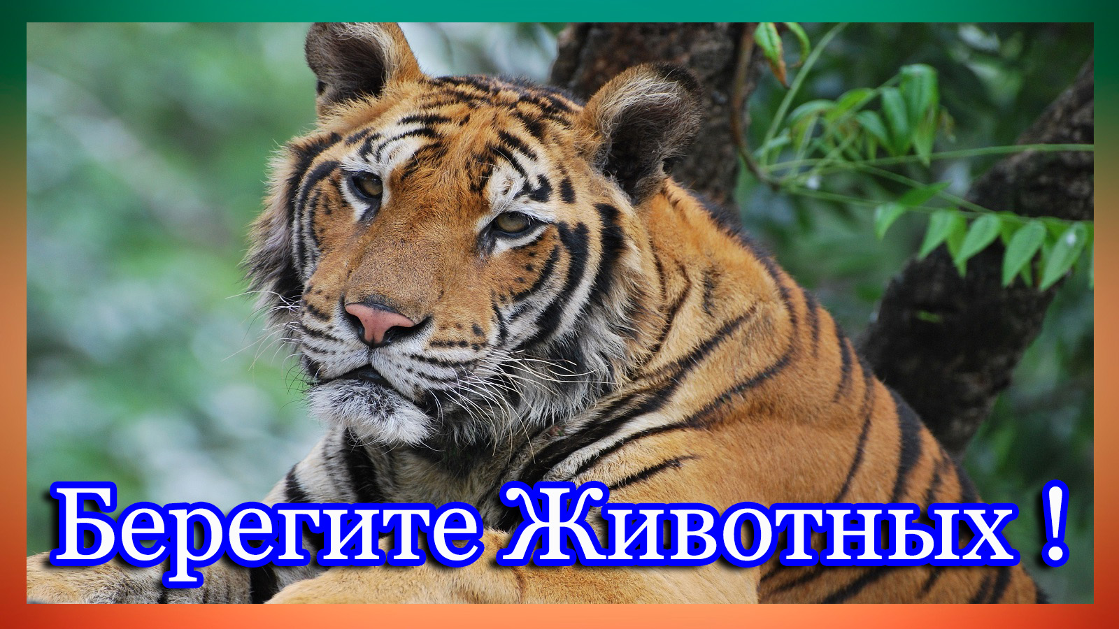 Берегите Животных! Музыкальная открытка в стихах. смотреть онлайн