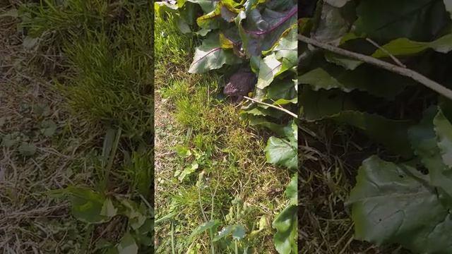 Нашествие огромных лягушек на моей даче.  Что делать? Смотреть ВСЕМ!