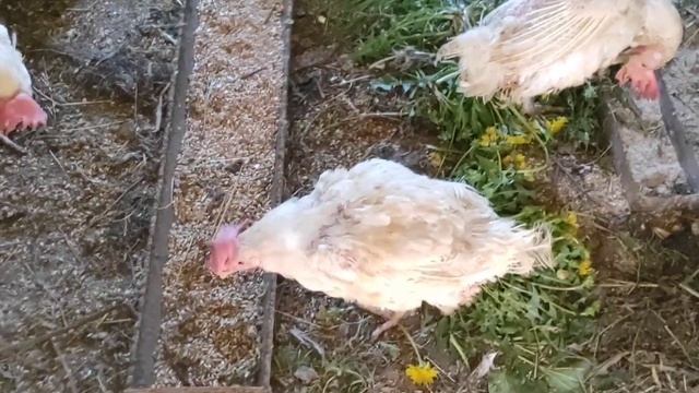 КАК ПОВЫСИТЬ ЯЙЦЕНОСКОСТЬ КУР/КАК ЗАСТАВИТЬ КУРЕЙ НЕСТИСЬ смотреть онлайн