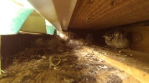 Птенцы воробья. Кормление птенцов.