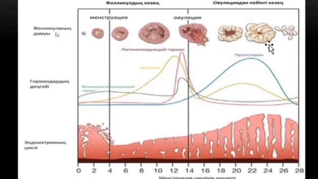 Менструальды цикл | Еттеккір циклі смотреть онлайн