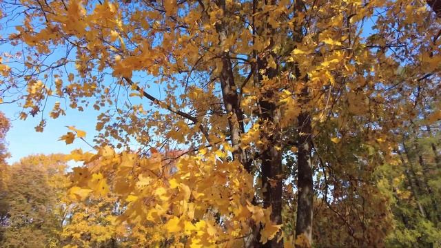 Парк Кадриорг. Таллинн. Эстония /Золотая осень/ (4К) #еstonia #tallinn смотреть онлайн