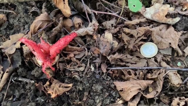 Clathrus archeri, September 17, 2022 смотреть онлайн