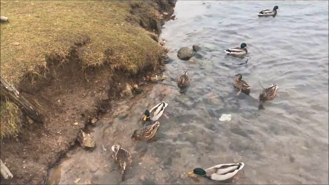 Выходные в Ленинградской области: Гатчина смотреть онлайн