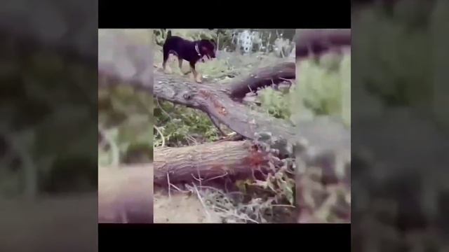 Ягдтерьер Харт смотреть онлайн