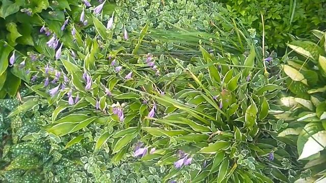 Хосты и астильбы. Входная группа. смотреть онлайн