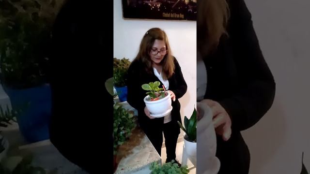 Top 10 Plantas fáciles de cuidar смотреть онлайн