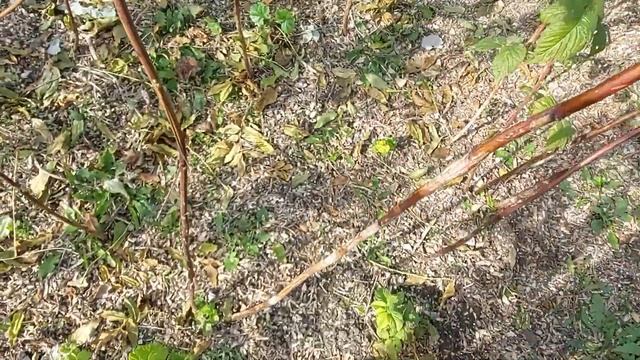 Подкормка малины осенью Подготовка роз к зиме Семена бархатцев и цинии #подкормкамалиныосенью смотреть онлайн