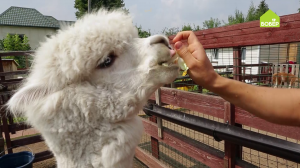 Содержание альпака. Как правильно кормить животных. Советы опытного фермера