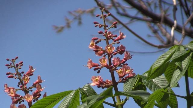 MVI 1661 Aesculus x carnea смотреть онлайн