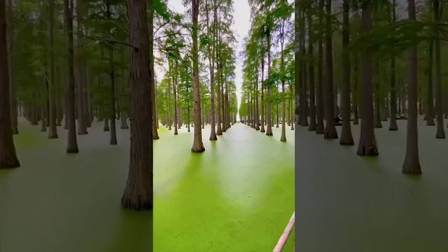 Невероятный пейзаж в лесном парке Личжун смотреть онлайн
