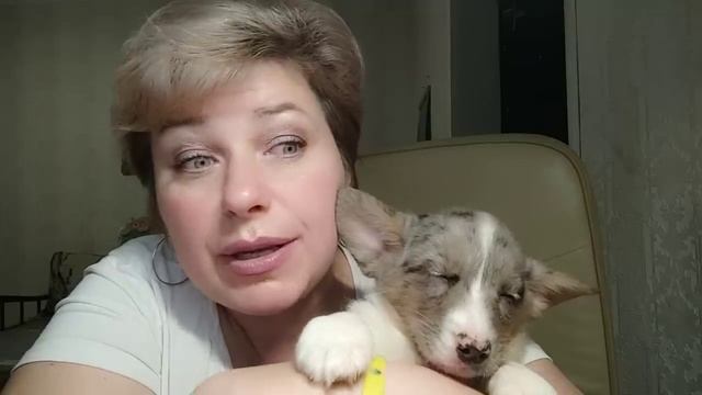 Продолжаем разговор вместе с корги)) Немного потроллим "Истинную русскую"))) смотреть онлайн