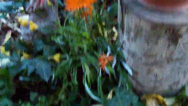 106 0055 композиция символ 2017 . Бругмансии смотреть онлайн