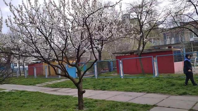 Наш любимый абрикос смотреть онлайн