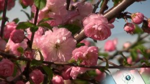 Лучшие цветы мира. Описание  луизеании Пинк Плена