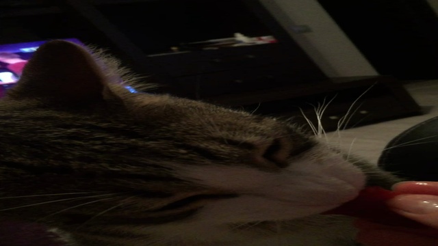 Кот узнал#2 Что хозяин забыл купить корм смотреть онлайн