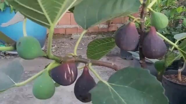 Закавказский Розовый. Gr.T: 156947. Инжир Россия. Dulce Gardens смотреть онлайн