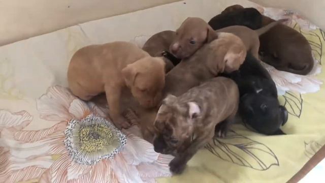 Щенки Американского питбультерьера “Black Tiger” смотреть онлайн