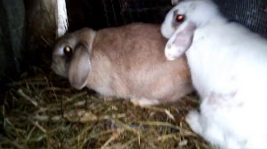 Спаривание декоративных кроликов