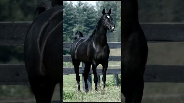 Петя Пуне - Эхда Боже мой смотреть онлайн