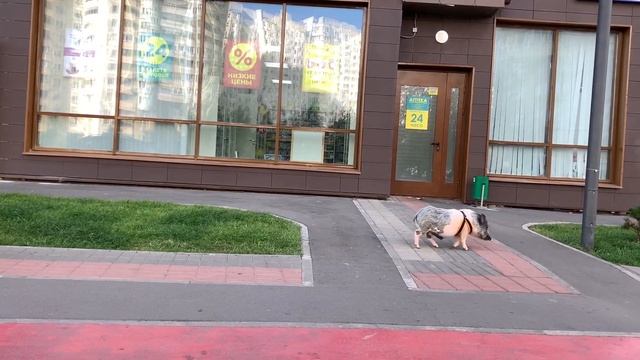 Хрюша на прогулке | Piggy on a walk смотреть онлайн