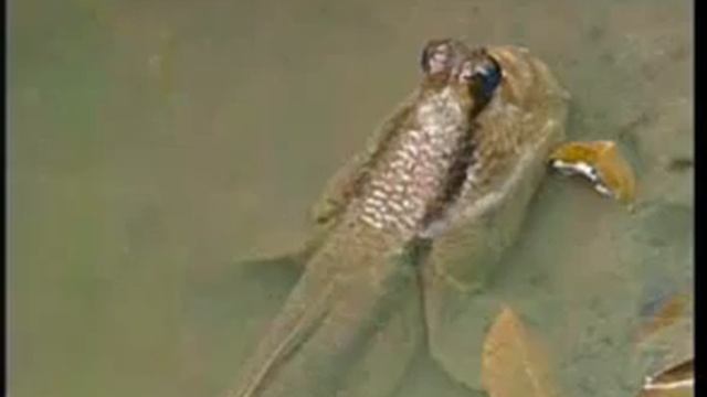final mudskipper смотреть онлайн
