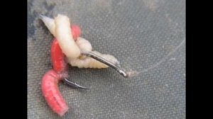 Ловля язя весной. (Личный опыт ловли)