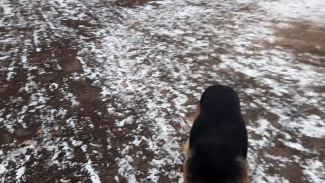 //Husgvarna 365 -Заготовка дров как пилили сосну в свободное от работы время,кум и я команда// смотреть онлайн