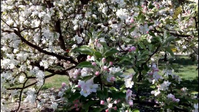 ЯБЛОНИ В ЦВЕТУ- РАЙ В САДУ. КАКИЕ У МЕНЯ СОРТА смотреть онлайн