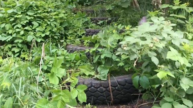 Наш заброшенный участок. Цветет вьющаяся роза. Влог. смотреть онлайн