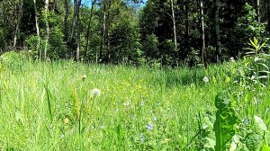 Лесная поляна. Звуки природы. Пение птиц. Весна. Видео для отдыха.