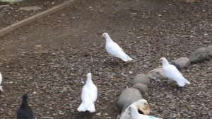 Непорядочный голубятник в Астрахани!