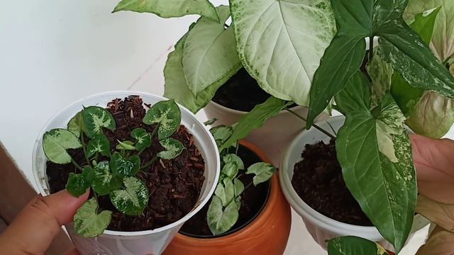 HARGA SYNGONIUM TERKINI смотреть онлайн