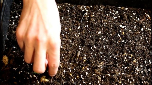 How to propagate begonias from leaf cuttings and seed смотреть онлайн