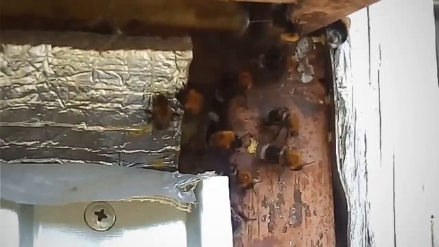 Шмели охлаждают улей смотреть онлайн