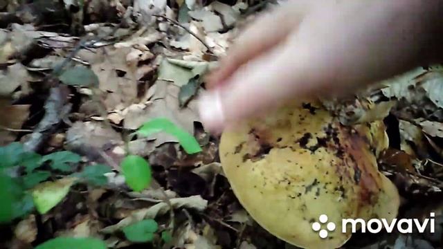 Куча дубовиков и первые белые в Каменомоском 15 мая 2021 года смотреть онлайн