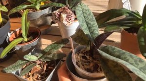 Пафиопедилум. Венерин Башмачок. Мой уход.