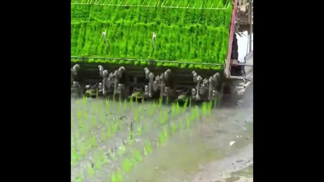 Как выращивают рис в наше время смотреть онлайн