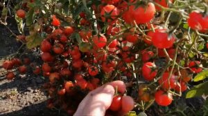 ??ТОМАТ РОЗОВЫЙ КВАРЦ МУЛЬТИФЛОРА. Обзор сорта. Tomato Rose Guartz Multiflora