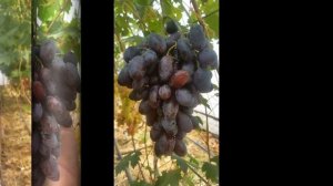 Виноград РУМЕЙКА